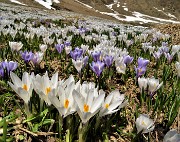 37 Sceso dal Passo San Simone sono sui pascoli fioriti di Crocus vernus oltre la Casera dei Sessi